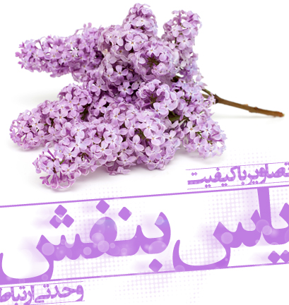 یاس بنفش / Lilac
