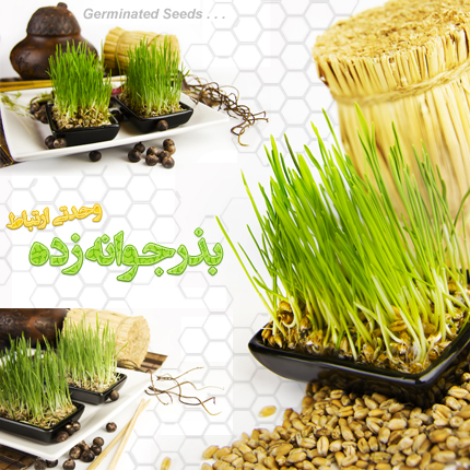 بذر جوانه زده / Germinated Seeds