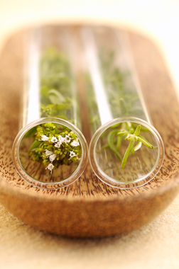 شفادهنده‌های گیاهی / Herbal Healing