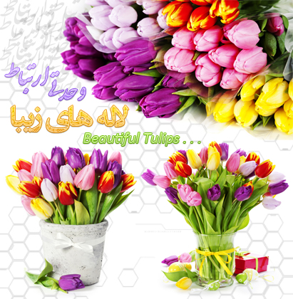 گل‌های لاله / Tulips Flowers