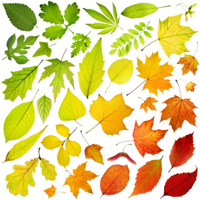 برگ‌ها / Leaves