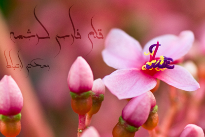 قلم زیبای کرشمه / بنیان‌گذار : استاد احمد آریامنش