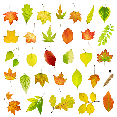 برگ‌ها / Leaves