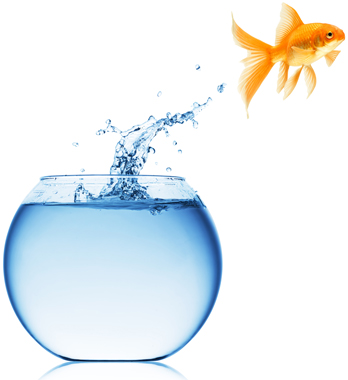 تصاویر زیبای آکواریوم و ماهی قرمز تصاویر زیبای آکواریوم و ماهی قرمز