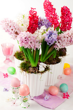 گل‌های بهاری / Spring Flowers