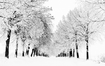 زمستان / Winter