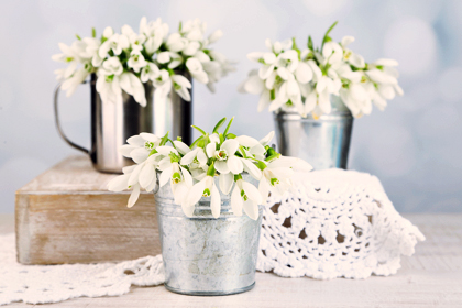 گل برفی / Snowdrop