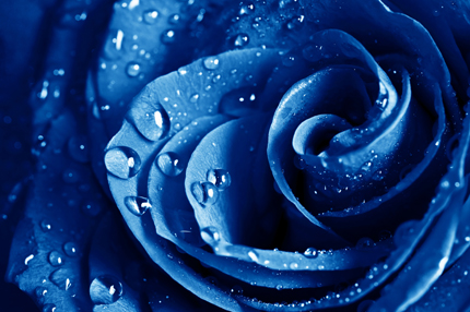 رز آبی / Blue Rose