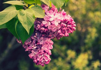 Lilac, Syringa Vulgaris, OLEACEAE Family