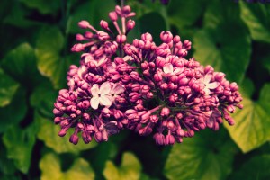 Lilac, Syringa Vulgaris, OLEACEAE Family