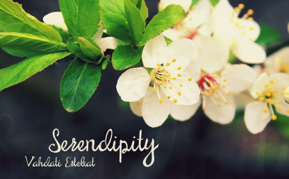 Serendipity Script By Maroon Baboon
