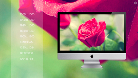 گل رز / Rose Flower