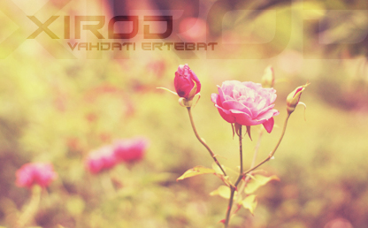 Xirod By Raymond Larabie